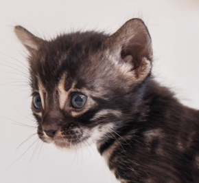 Snow Charcoal Bengal for sale near me